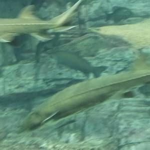 Meet your Posher, Kish